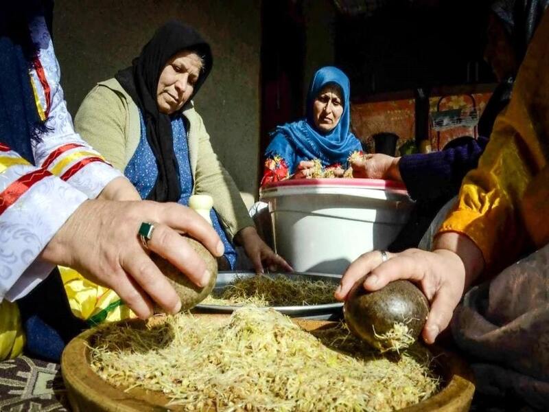 مشارکت خانمها در شیره¬گیری از جوانه¬های گندم به روش سنتی و با کمک سنگ